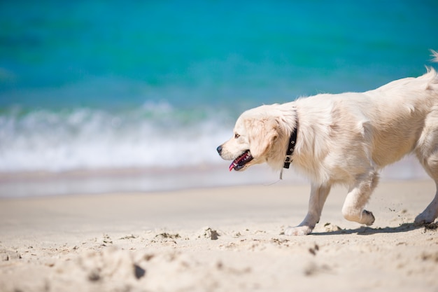 Retriever dourado lindo brincando nas ondas do mar em um dia ensolarado