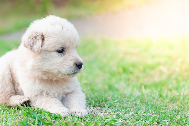 Retriever dourado pequeno cachorrinho sentado no gramado