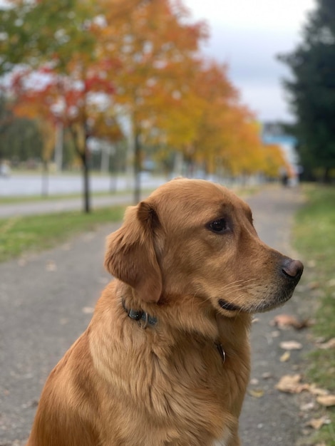 Retriever-Hund sitzt bei bewölktem Wetter auf der Straße vor dem Hintergrund goldener heller Bäume