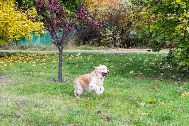 Retriever im Herbstpark unter gelben Blättern. Blick aus der Ferne.