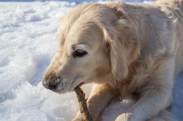 Retriever im Winterwald