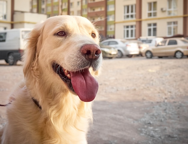 Retriever in der Stadt.