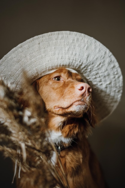 Retriever marrom bonito da Nova Escócia Duck Tolling no chapéu branco Rosto do cachorro Foco seletivo nos olhos dos animais de estimação Conceito de animais domésticos Foco seletivo