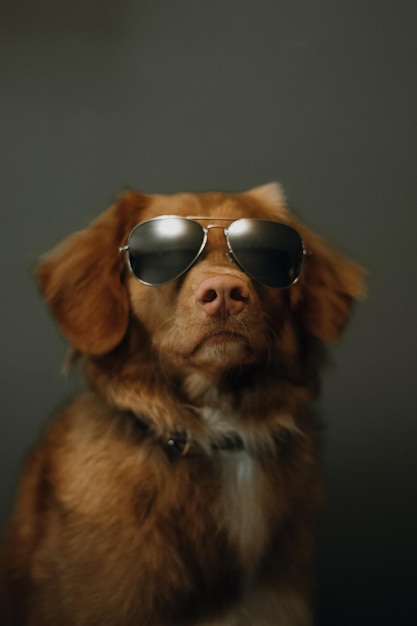 Retriever marrón esponjoso de pato de Nueva Escocia con gafas de sol negras. Fondo gris. Enfoque selectivo. Perro con gafas. Amistad con mascotas.