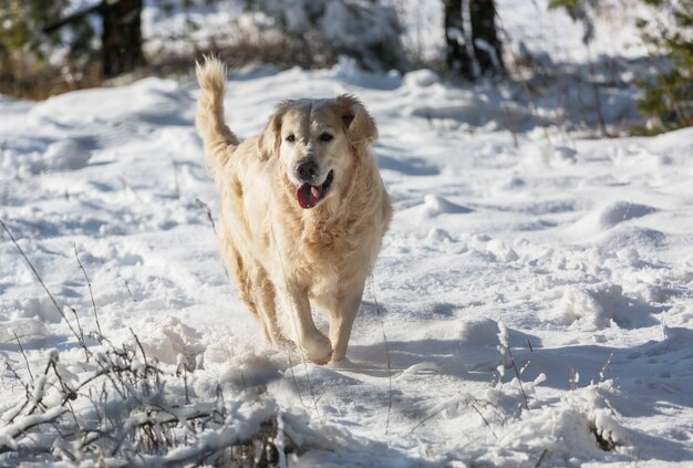 Retriever na floresta de inverno