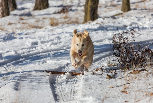 Retriever na floresta de inverno