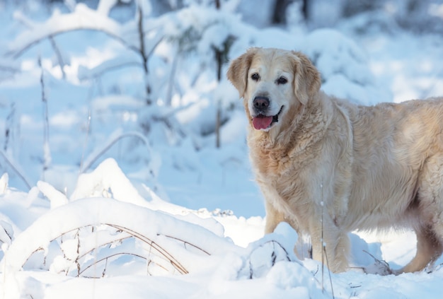 Retriever na floresta de inverno