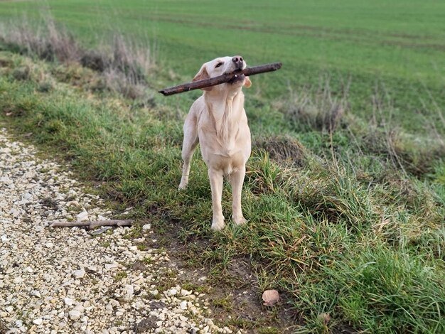 Foto retriever de pie en el campo