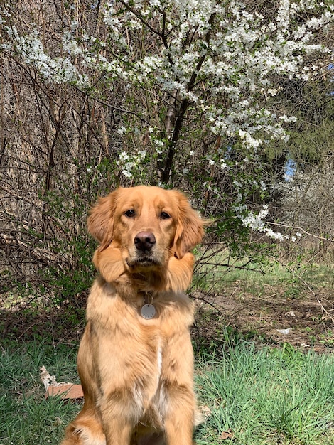 Retriever posiert wunderschön vor einem Hintergrund von Kirschblüten