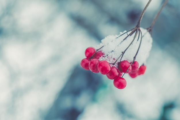 Retro Eberesche im Schnee