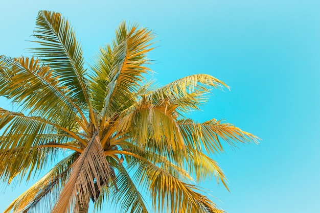 Retro-Kokospalme am blauen Himmel