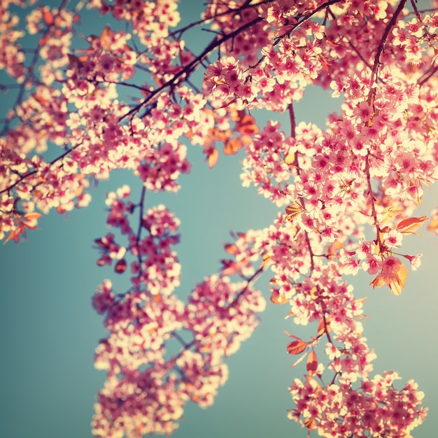 Retro Natur Hintergrund der schönen Kirsche rosa Blume im Frühjahr