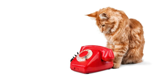 Retro-rotes Telefon mit kleiner Katze