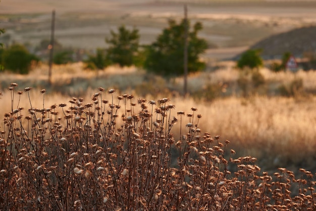 Retroiluminado al atardecer de flores secas con el campo seco por las temperaturas de verano en el fondo