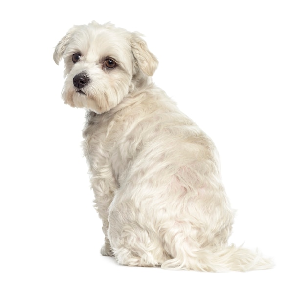 Retrovisor de um cão maltês Bichon isolado no branco