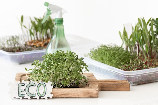 Rettich-Microgreens mit Samen und Wurzelkeimung von Samen zu Hause