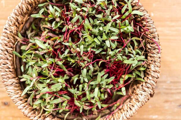 Rettich Microgreens