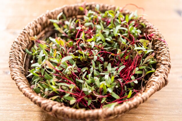 Rettich Microgreens