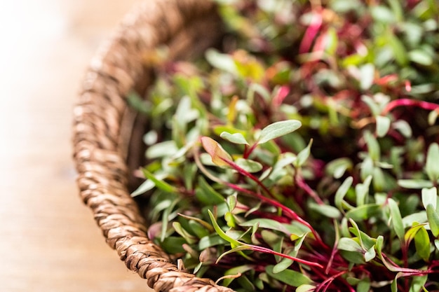 Rettich Microgreens