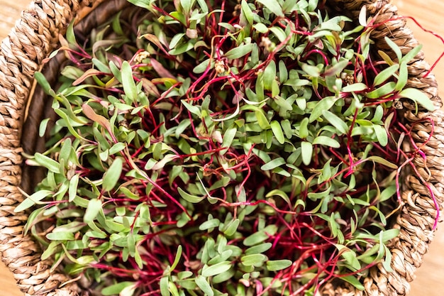 Rettich Microgreens