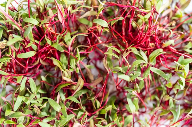 Rettich Microgreens