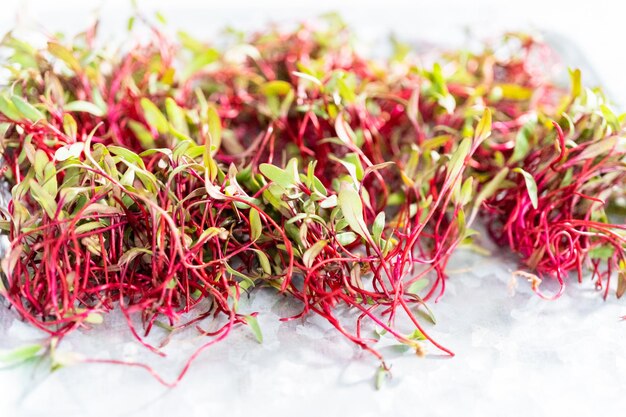 Rettich Microgreens