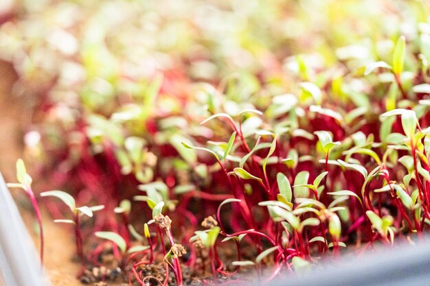 Rettich Microgreens