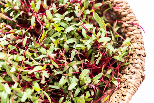 Rettich Microgreens