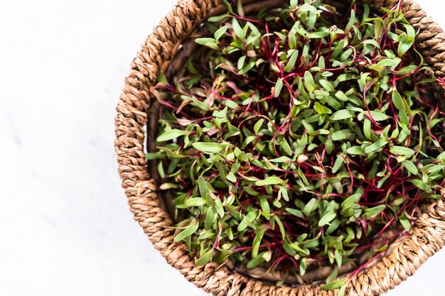 Rettich Microgreens