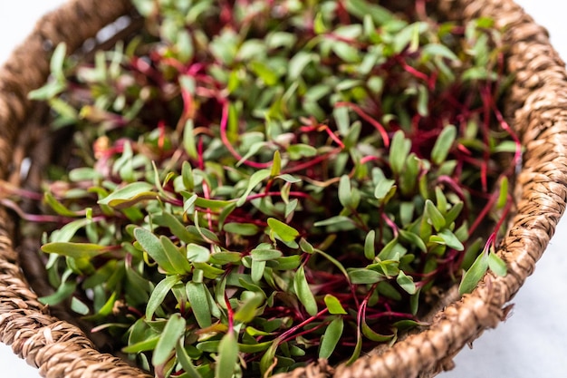 Rettich-Mikrogrün mit violetten Stielen und grünen Blättern im Korb.