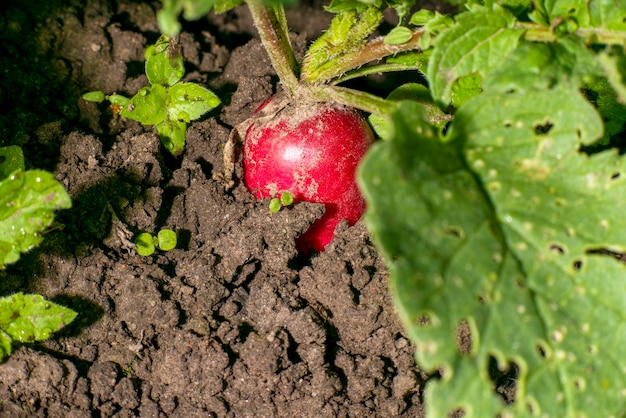 Rettich-Nahaufnahme im Garten