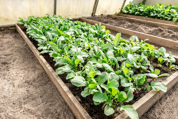 Rettichpflanze im Gartenboden