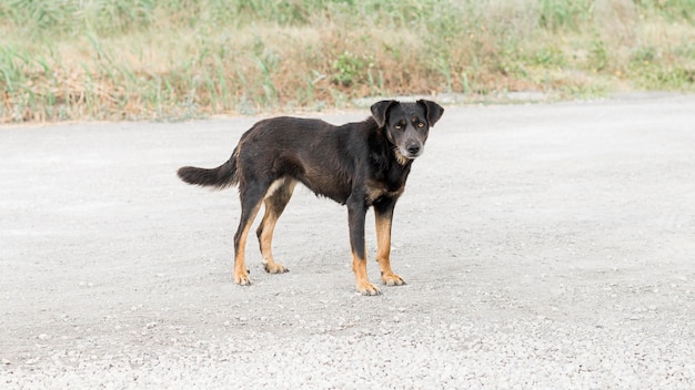 Rettungshund im Freien im Adoptionsheim