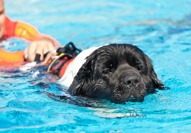 Rettungsschwimmer Hund