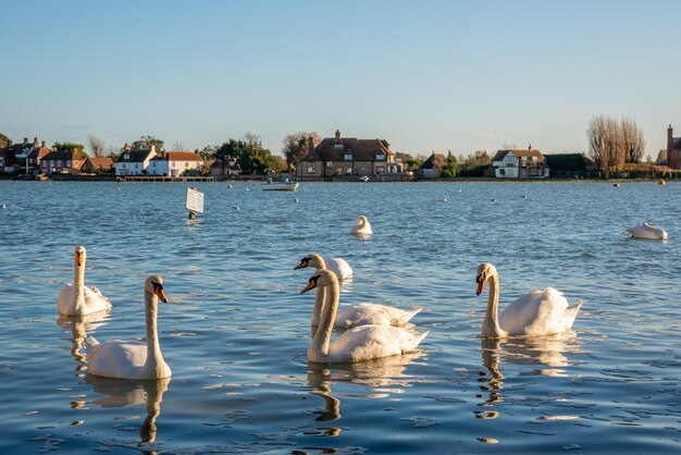 Una reunión de cisnes mudos en Bosham