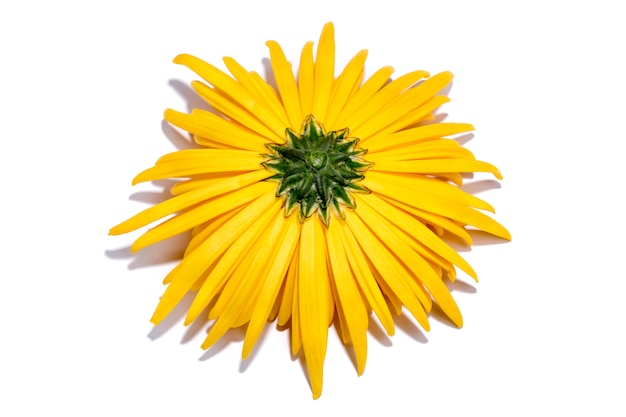 El reverso de una flor de crisantemo amarillo