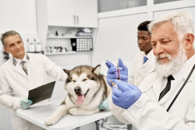 Revise sostener la jeringuilla antes de la inyección para el perro en clínica.