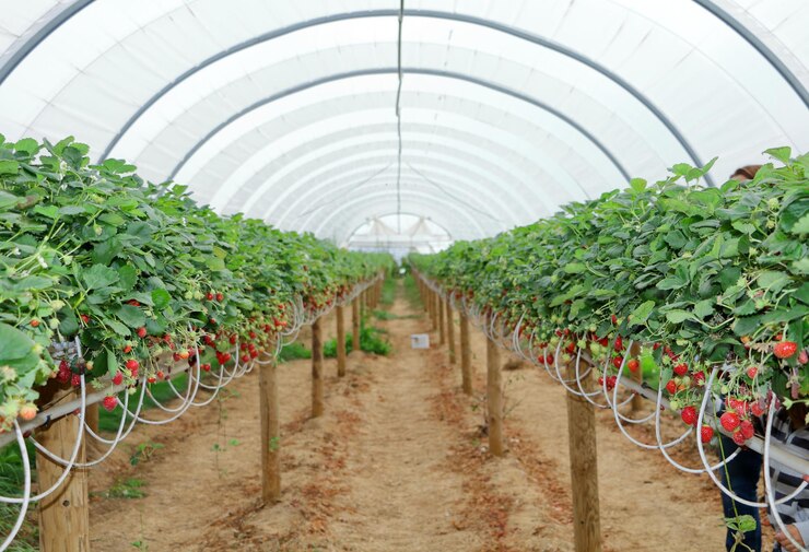 Revolucionando la agricultura El futuro de la producción de alimentos con la tecnología de invernadero