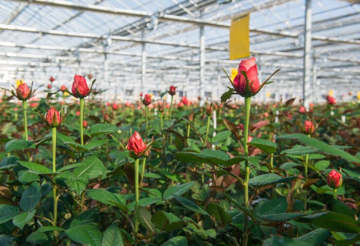 Revolucionando la agricultura El futuro de la producción de alimentos con la tecnología de invernadero