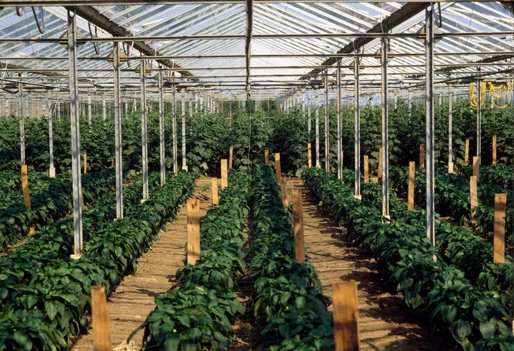 Revolucionando la agricultura El futuro de la producción de alimentos con la tecnología de invernadero