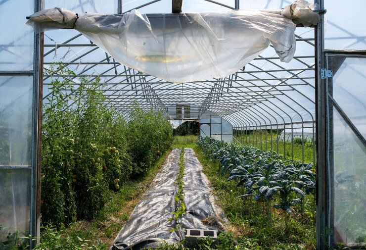 Revolucionando la agricultura El futuro de la producción de alimentos con la tecnología de invernadero