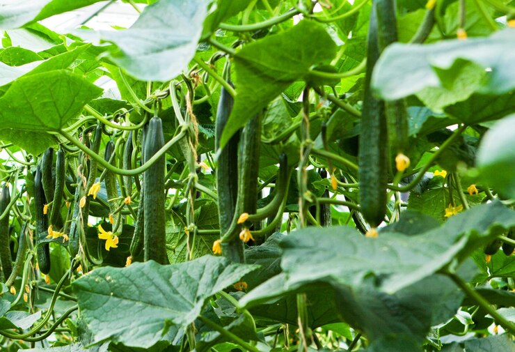 Revolucionando la agricultura El futuro de la producción de alimentos con la tecnología de invernadero