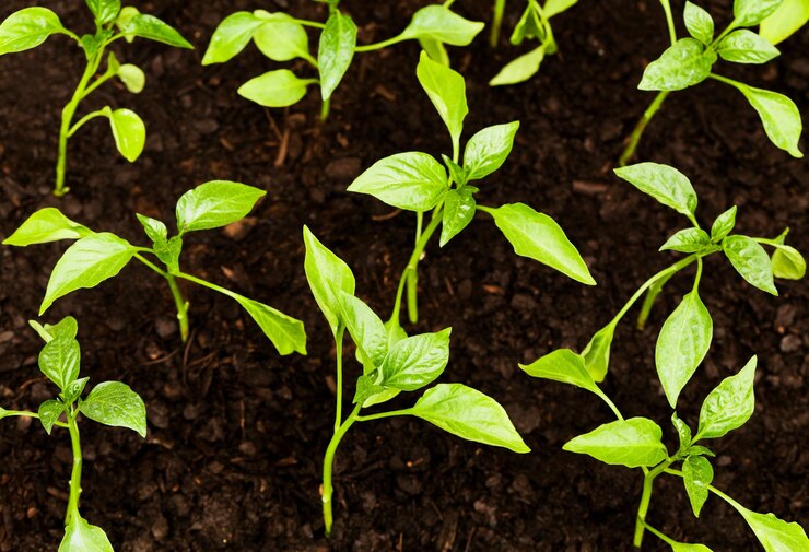 Revolucionando la agricultura El futuro de la producción de alimentos con la tecnología de invernadero