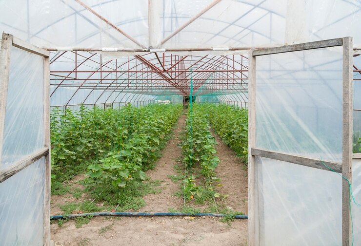 Revolucionando la agricultura El futuro de la producción de alimentos con la tecnología de invernadero
