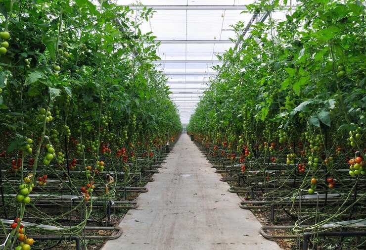 Revolucionando la agricultura El futuro de la producción de alimentos con la tecnología de invernadero