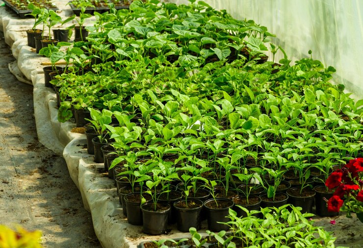 Revolucionando la agricultura El futuro de la producción de alimentos con la tecnología de invernadero