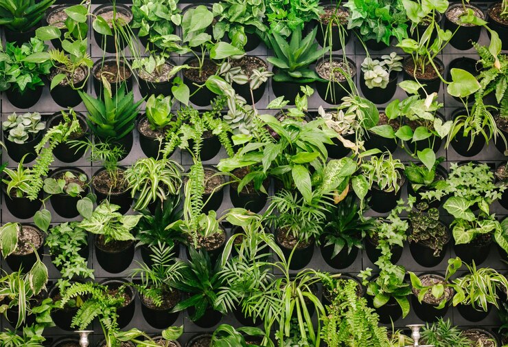 Revolucionando la agricultura El futuro de la producción de alimentos con la tecnología de invernadero