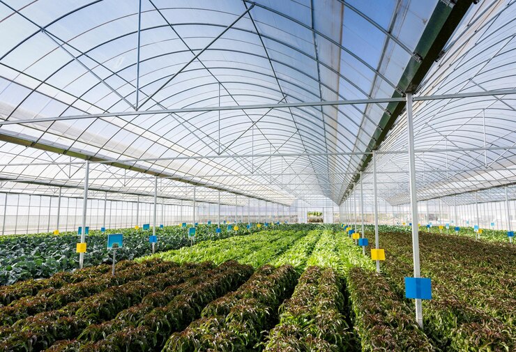 Revolucionando la agricultura El futuro de la producción de alimentos con la tecnología de invernadero