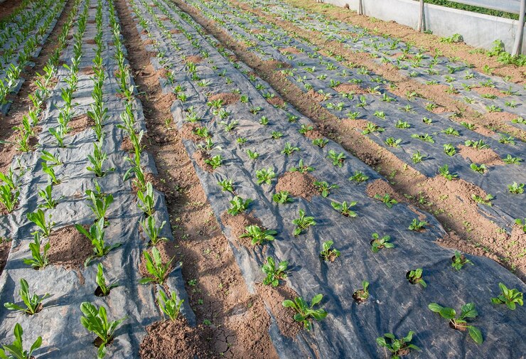 Revolucionando la agricultura El futuro de la producción de alimentos con la tecnología de invernadero