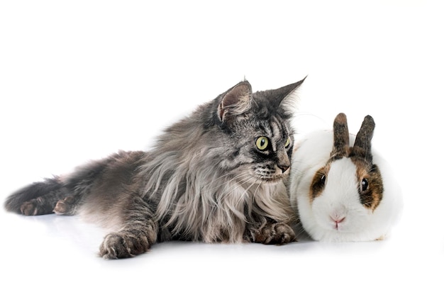 Rex-Kaninchen und Katze